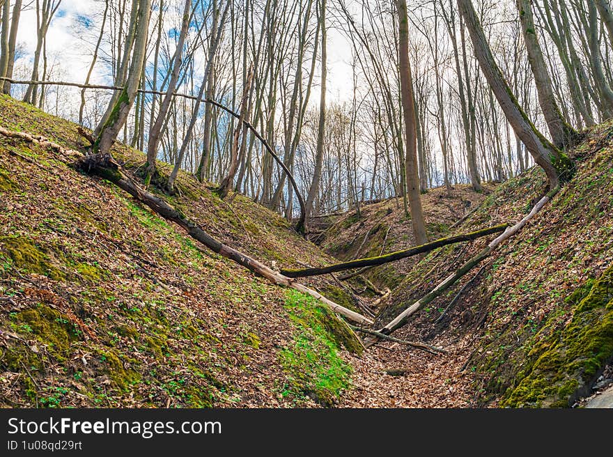 Tranquil Woodland Scene with Bare Trees and Green Moss