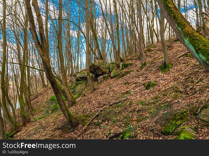 Tranquil Woodland Scene With Bare Trees And Green Moss
