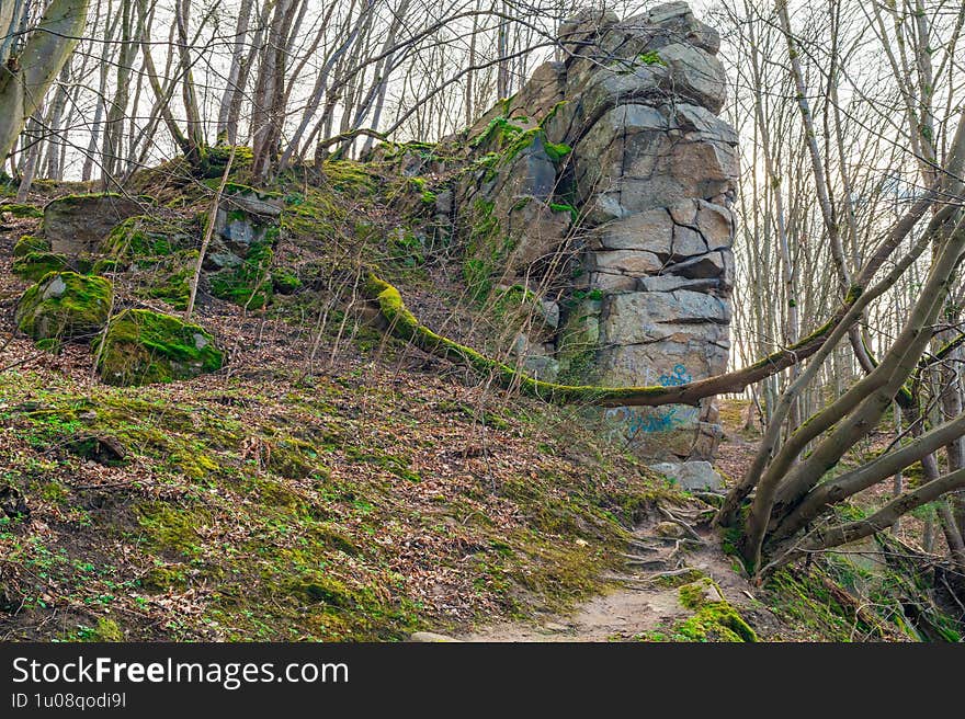 Tranquil Woodland Scene with Bare Trees and Green Moss