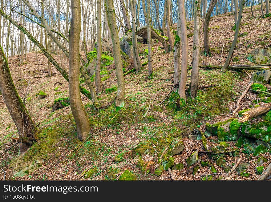Tranquil Woodland Scene with Bare Trees and Green Moss