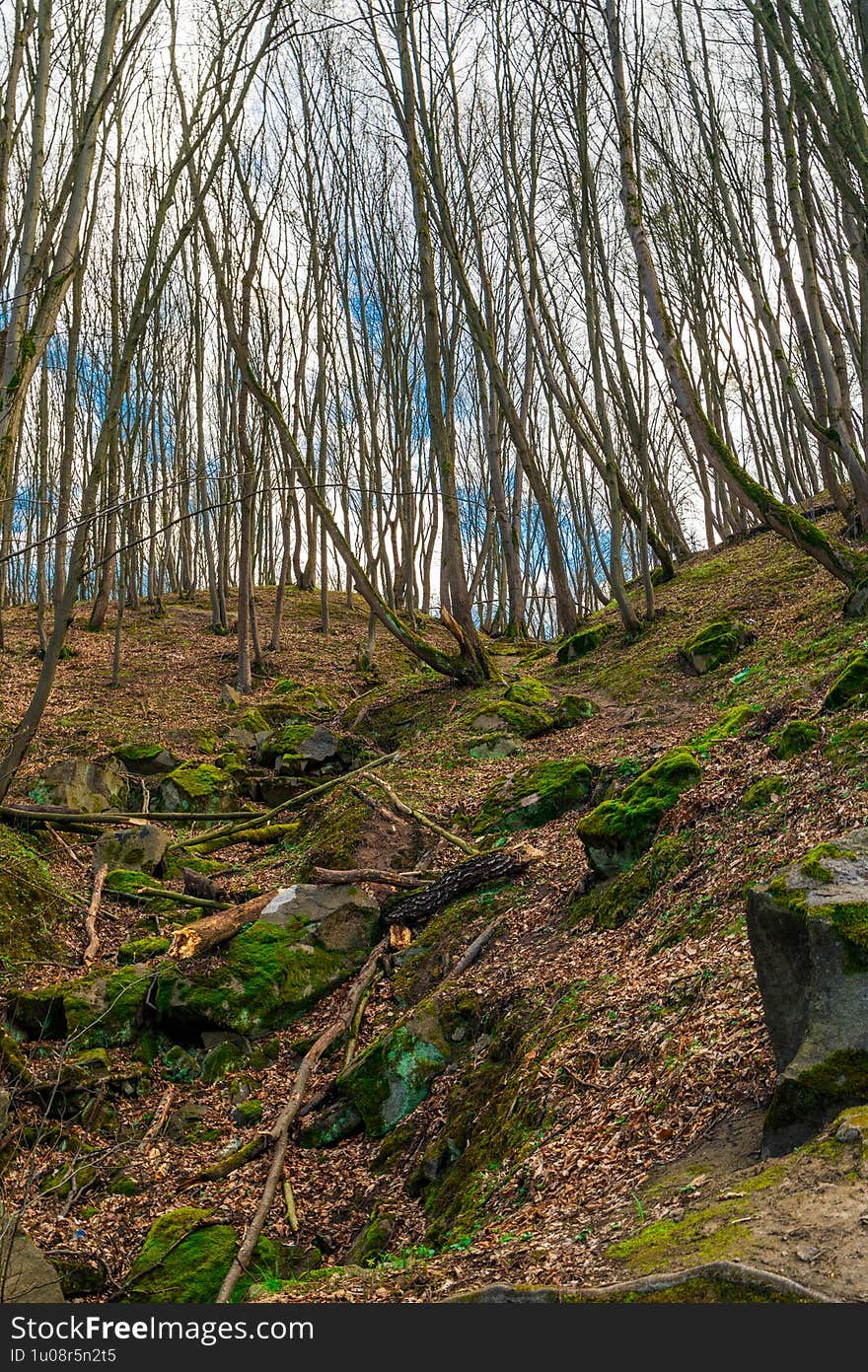 Tranquil Woodland Scene with Bare Trees and Green Moss