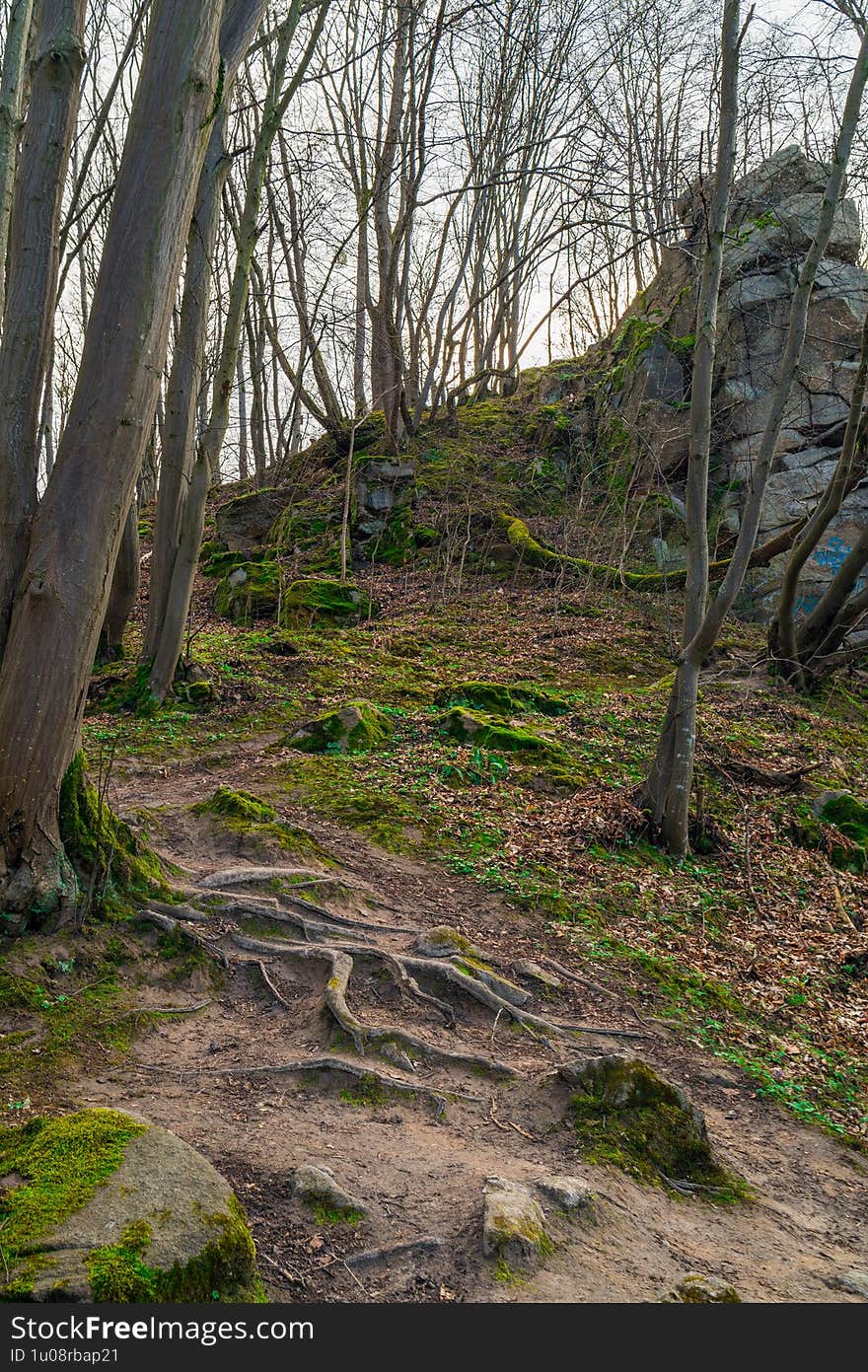 Tranquil Woodland Scene with Bare Trees and Green Moss