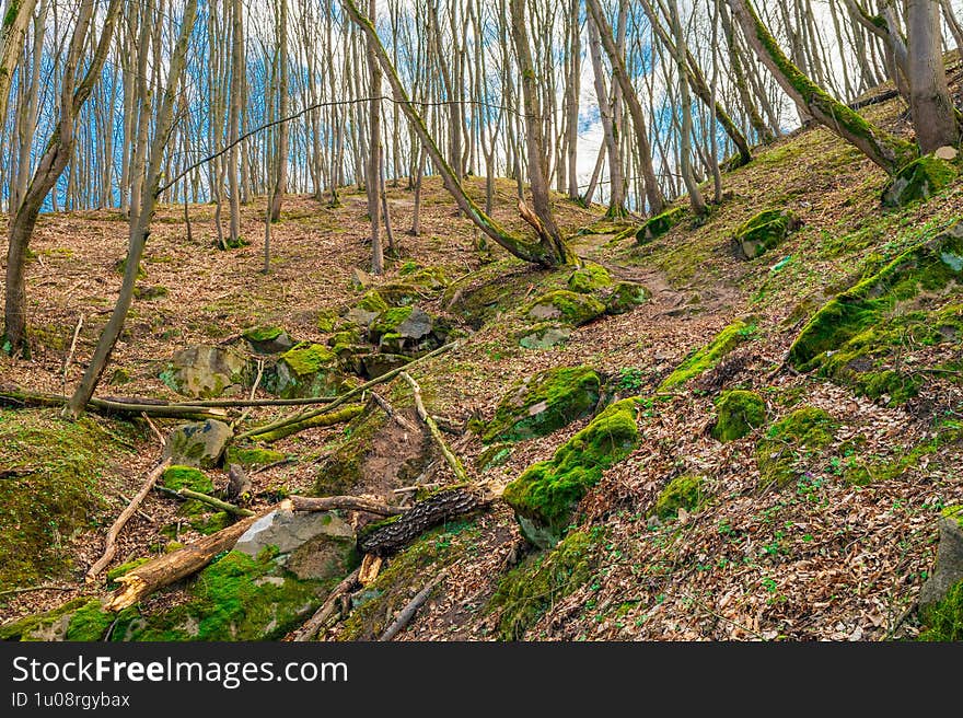 Tranquil Woodland Scene with Bare Trees and Green Moss