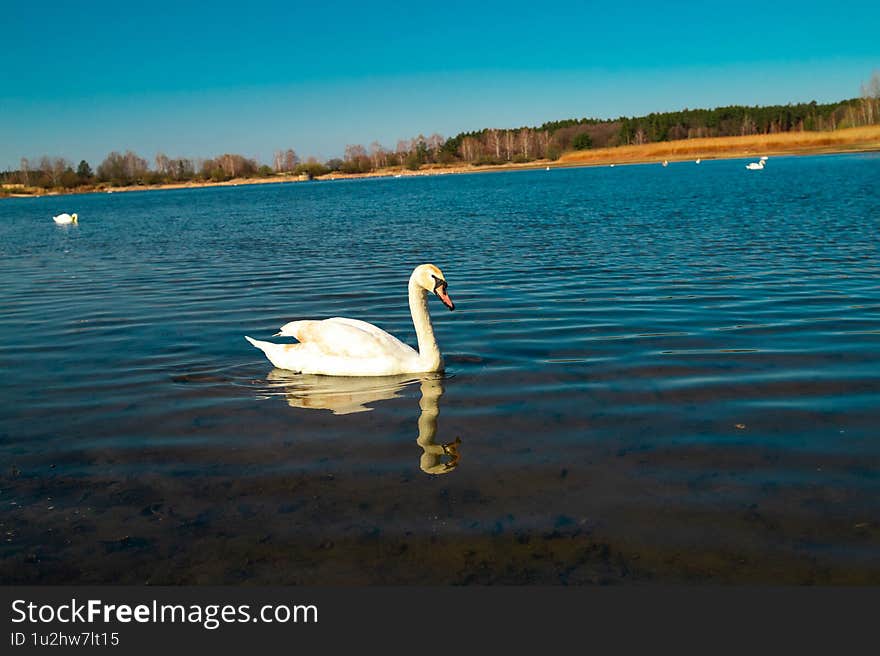 Wildlife Serenity: Swans in Lake