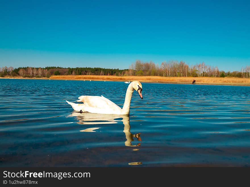 Wildlife Serenity: Swans in Lake