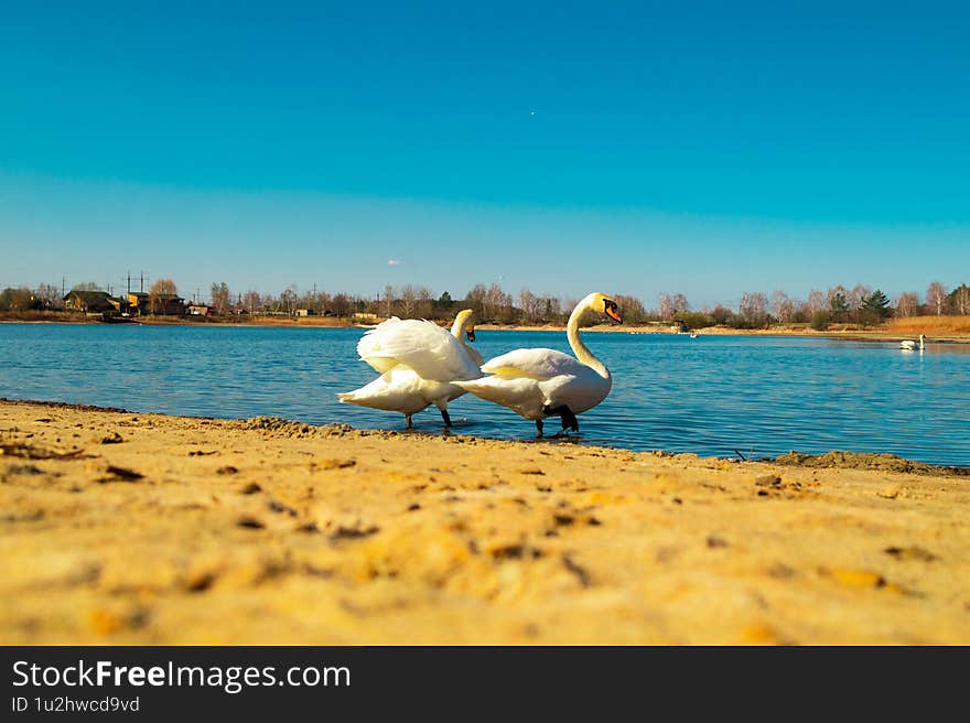 Romantic Swan Couple on a Lake