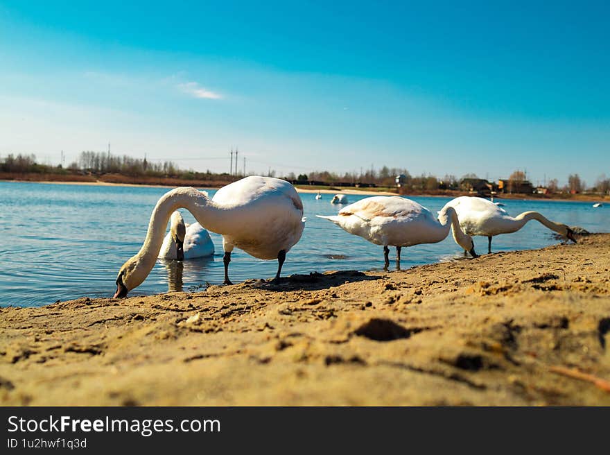 Wildlife Serenity: Swans in Lake