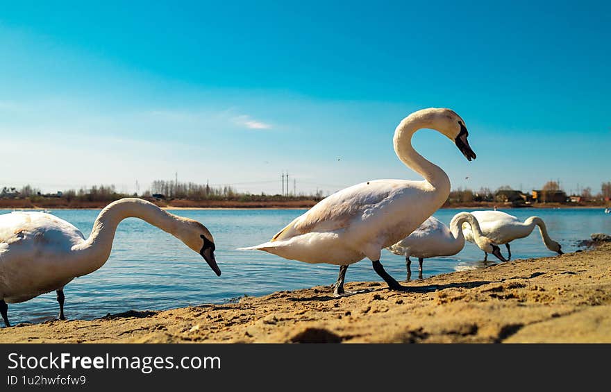 Wildlife Serenity: Swans in Lake
