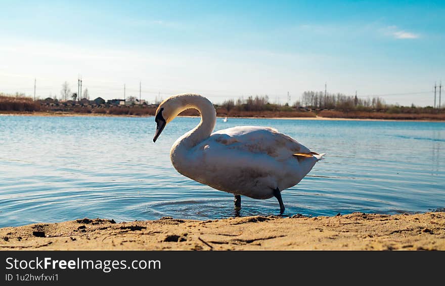 Harmony in Motion: Swans on Water