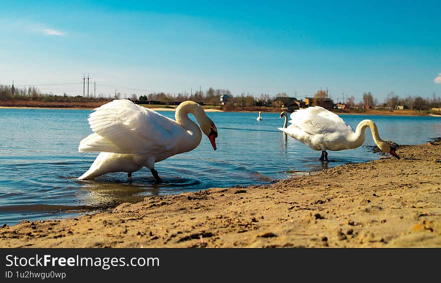 Harmony in Motion: Swans on Water