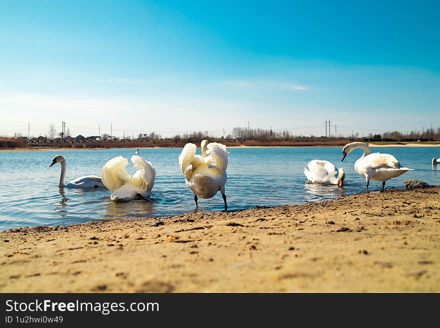 Harmony in Motion: Swans on Water