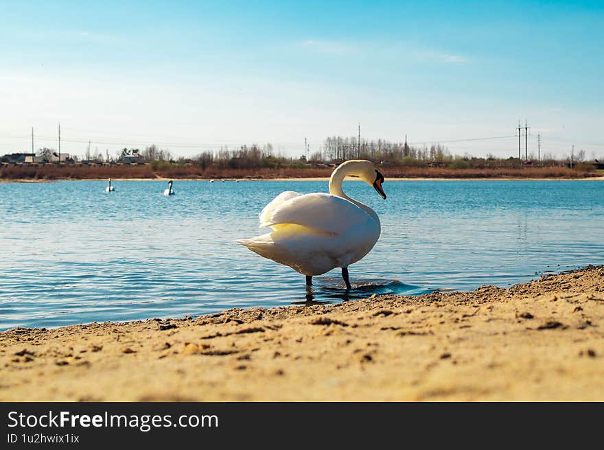 Romantic Swan Couple on a Lake