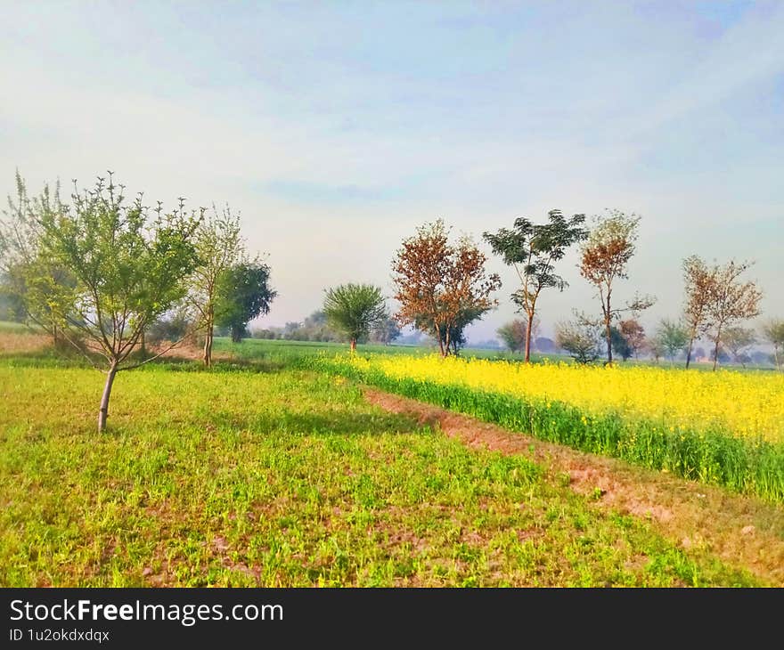 A serene rural landscape unfolds with vibrant yellow fields of flowering plants contrasting with patches of green grassland, dotted with scattered trees under a soft, pale blue sky. A serene rural landscape unfolds with vibrant yellow fields of flowering plants contrasting with patches of green grassland, dotted with scattered trees under a soft, pale blue sky.