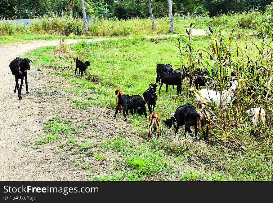 Goats are eat grass and other herbaceous plants and are known as ?'grazers'