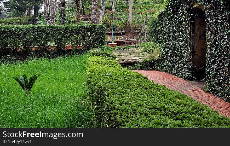 A lawn is an area where grass is grown as a green carpet for a landscape and is the basic feature of any garden. It serves to enhance the beauty of the garden, be it larger or smaller. Proper lawn maintenance plays a crucial part in any landscape design.