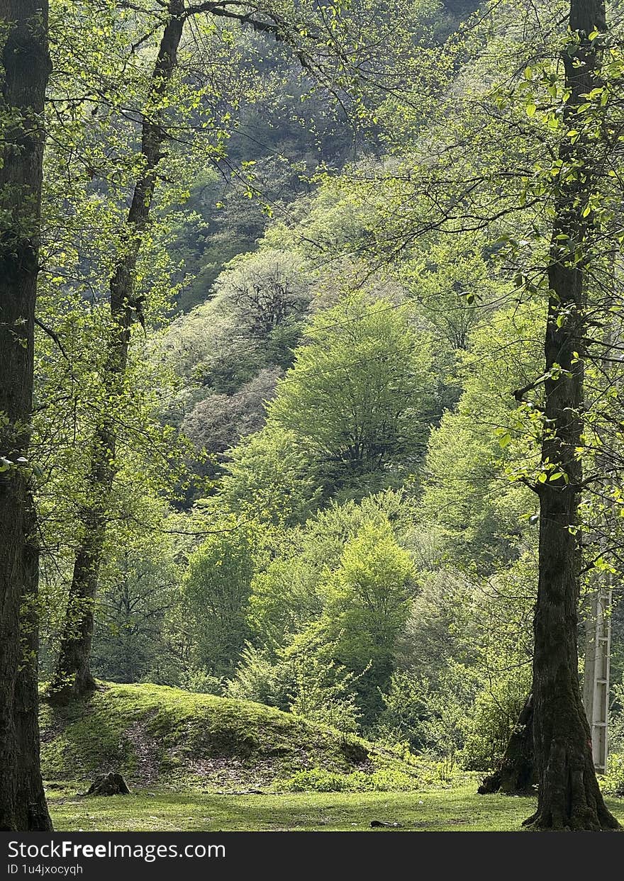 The trees are very beautiful in spring.