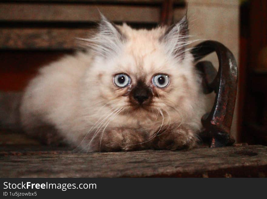 cat sitting on a chair