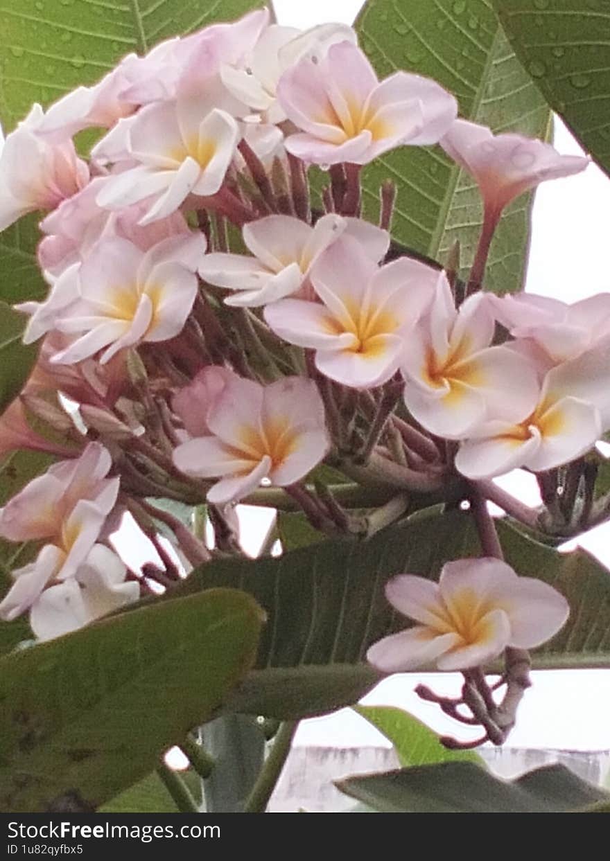 Jepun flower after rain in afternoon