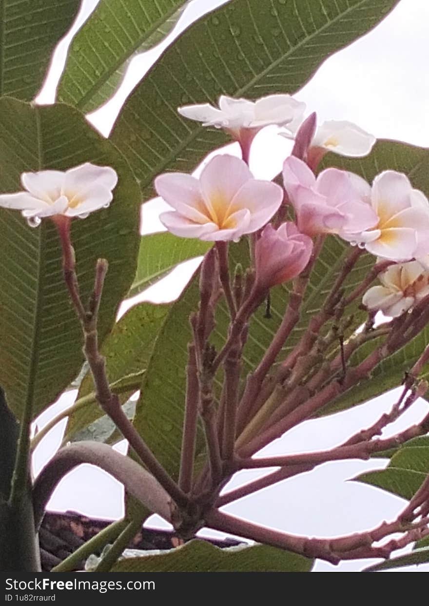 Jepun flower1 after rain in afternoon