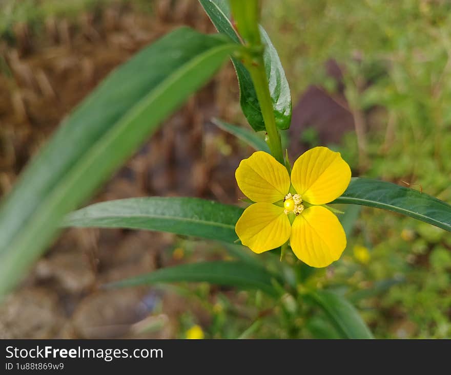 Exif_JPEG_420Ludwigia flowers are found in abundance in the highlands of the mountains in Indonesia, although they are only considered weeds, they provide their own beauty. Exif_JPEG_420Ludwigia flowers are found in abundance in the highlands of the mountains in Indonesia, although they are only considered weeds, they provide their own beauty.