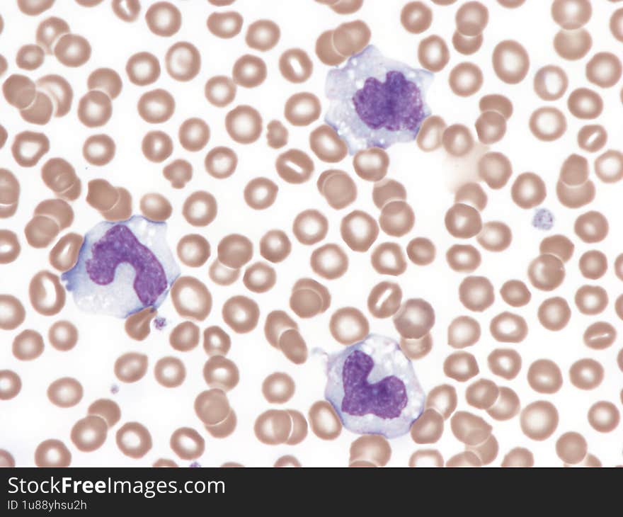 Monocytes in peripheral blood. Wright x1000.