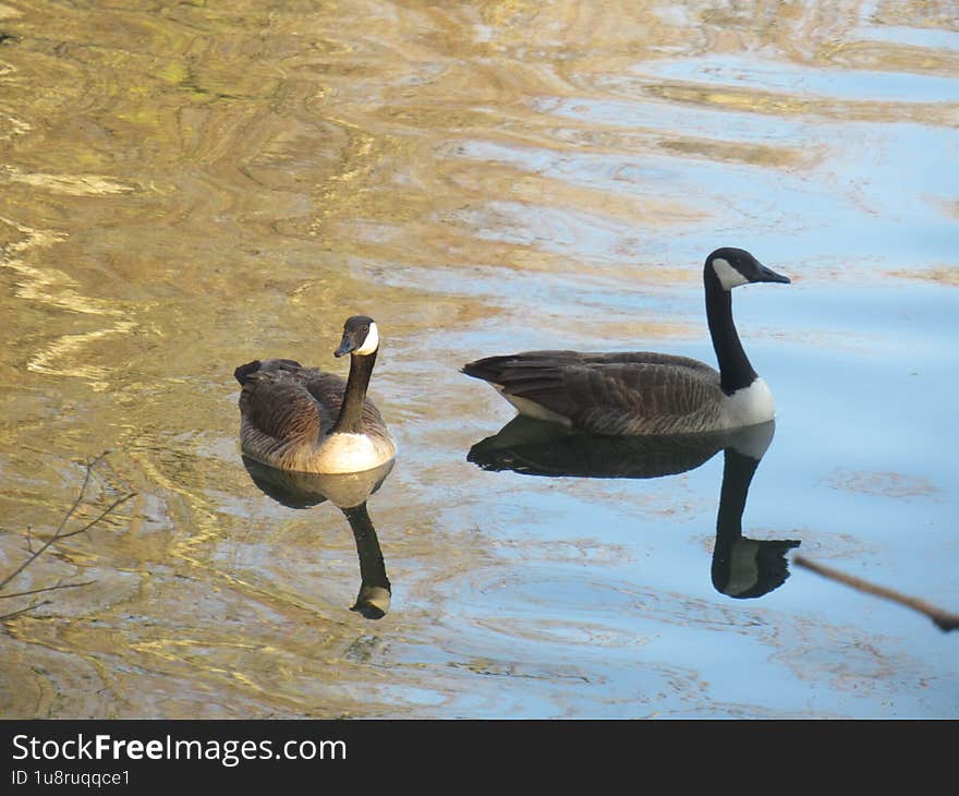 Geese on a golden lake