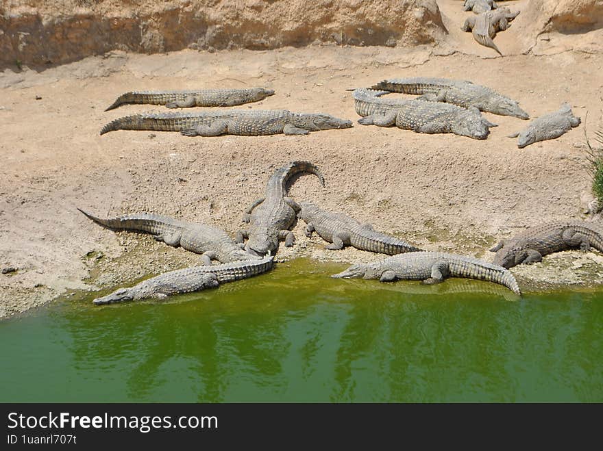 Crocodiles near green water in Morrocco.