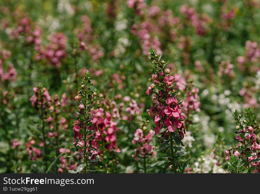 Willowleaf Angelon, also known scientifically as Angelonia angustifolia or Angelonia salicariifolia.