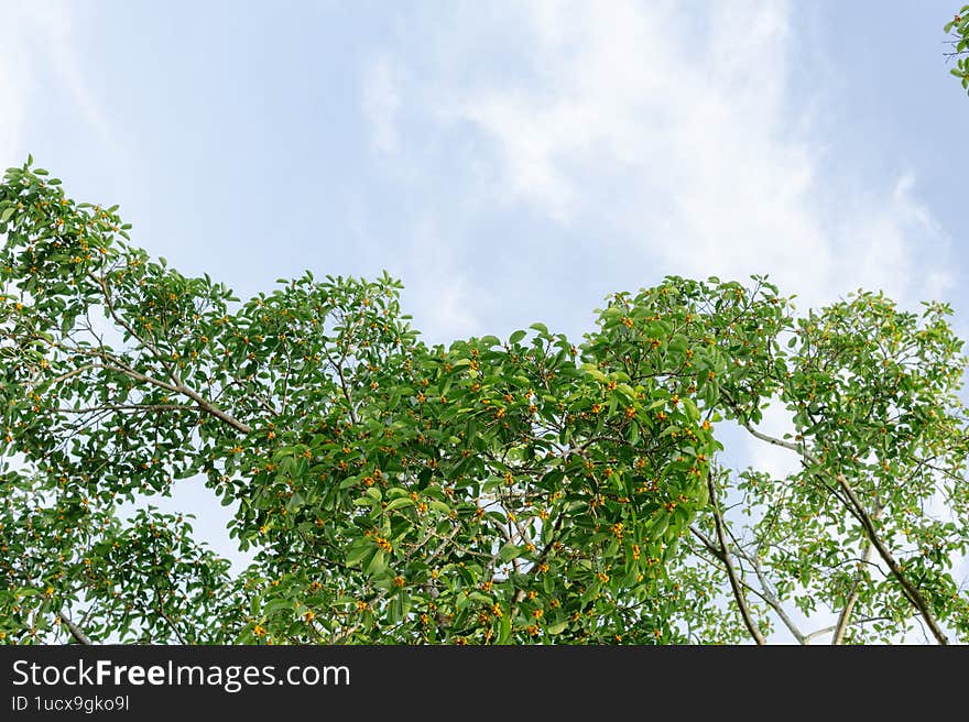 Banyan tree branches laden with clusters of tiny yellow fruits