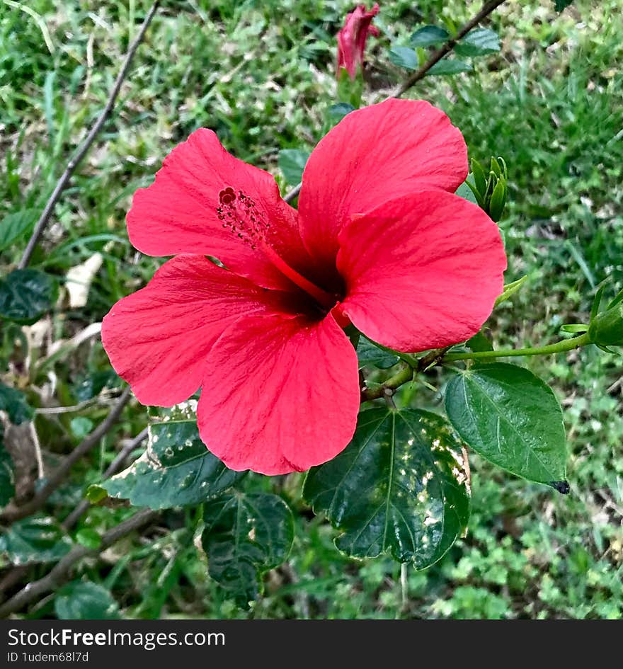 A radiant red flower in full bloom takes center stage in this vivid macro shot. Surrounded by fresh green leaves, the flower exudes life and warmth, reflecting the beauty and energy of springtime. Captured with a soft focus on the background, the image highlights the details and freshness of nature's peak bloom. Ideal for seasonal designs, botanical art, or nature-inspired visuals. A radiant red flower in full bloom takes center stage in this vivid macro shot. Surrounded by fresh green leaves, the flower exudes life and warmth, reflecting the beauty and energy of springtime. Captured with a soft focus on the background, the image highlights the details and freshness of nature's peak bloom. Ideal for seasonal designs, botanical art, or nature-inspired visuals.