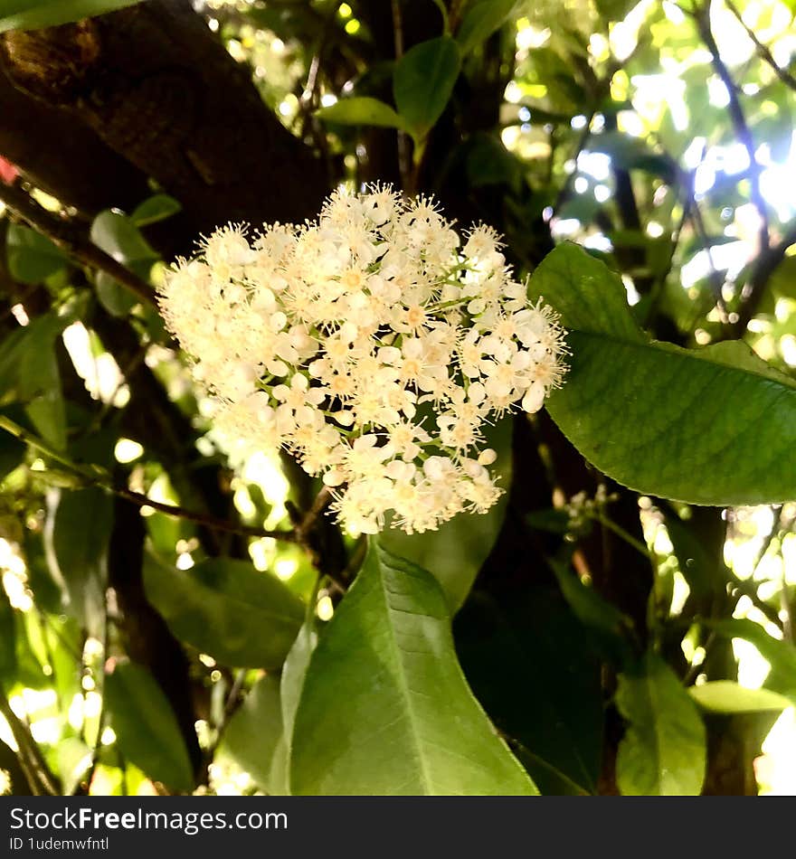 A graceful macro shot of a white flower blooming in the heart of spring, centered against the strong, textured backdrop of a thick tree trunk. The delicate petals of the flower stand in contrast with the sturdy strength of the tree, capturing the essence of nature's balance in the Mediterranean springtime. Ideal for botanical art, spring-themed designs, or projects celebrating the beauty of nature and growth. A graceful macro shot of a white flower blooming in the heart of spring, centered against the strong, textured backdrop of a thick tree trunk. The delicate petals of the flower stand in contrast with the sturdy strength of the tree, capturing the essence of nature's balance in the Mediterranean springtime. Ideal for botanical art, spring-themed designs, or projects celebrating the beauty of nature and growth.