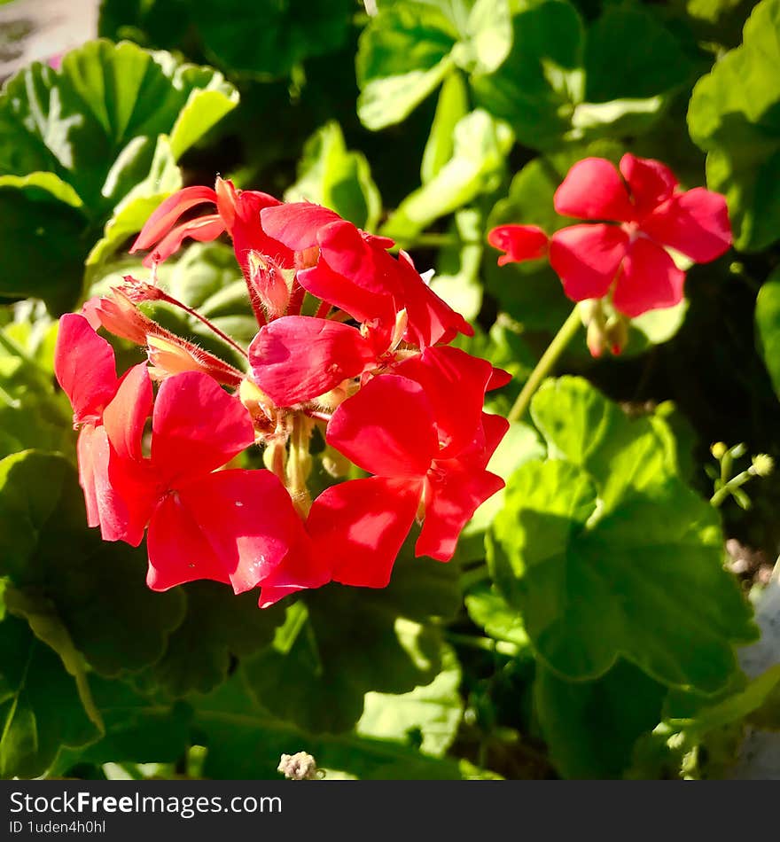A stunning macro shot of a vibrant red flower set against lush green leaves, captured during the golden hour of sunset. The soft, warm yellow light gently bathes the petals, enhancing the natural beauty of the bloom. This image evokes the peaceful ambiance of a garden at dusk, perfect for nature-themed projects, floral designs, or tranquil artwork. A stunning macro shot of a vibrant red flower set against lush green leaves, captured during the golden hour of sunset. The soft, warm yellow light gently bathes the petals, enhancing the natural beauty of the bloom. This image evokes the peaceful ambiance of a garden at dusk, perfect for nature-themed projects, floral designs, or tranquil artwork.