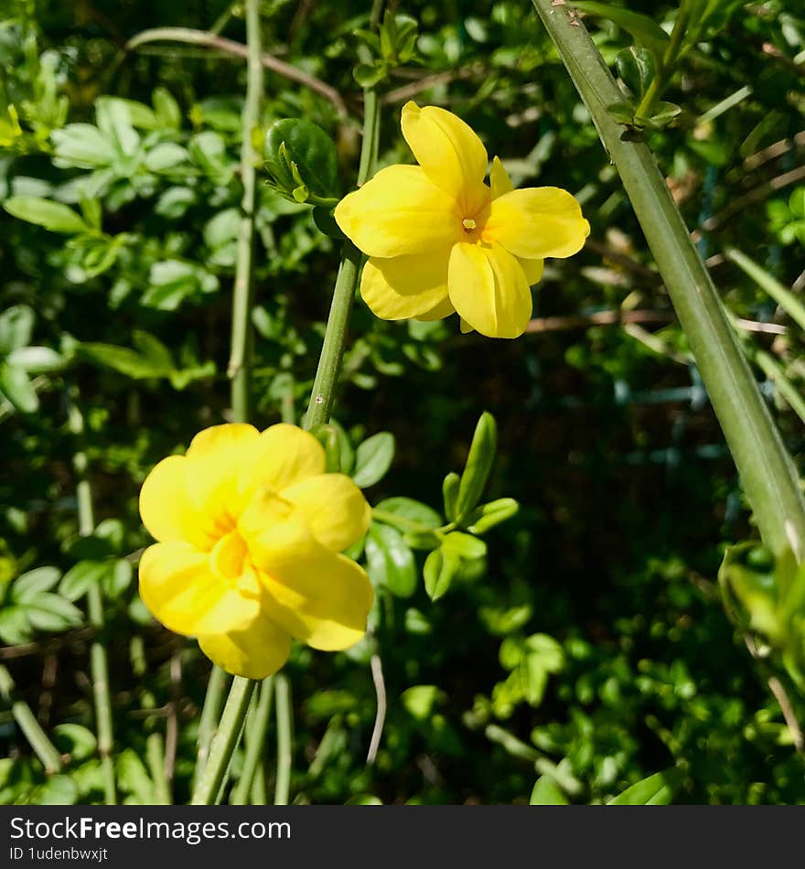A close-up nature shot featuring two wild yellow flowers standing side by side, surrounded by soft green leaves and subtle green stems. The simplicity and balance of the composition evoke a sense of peace and natural elegance. Perfect for botanical collections, seasonal nature themes, or projects celebrating the quiet beauty of wild flora. A close-up nature shot featuring two wild yellow flowers standing side by side, surrounded by soft green leaves and subtle green stems. The simplicity and balance of the composition evoke a sense of peace and natural elegance. Perfect for botanical collections, seasonal nature themes, or projects celebrating the quiet beauty of wild flora.