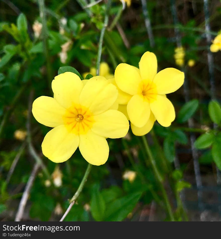 A beautifully centered macro photograph of a wild yellow flower, captured in soft natural light. This close-up image highlights the delicate details of the petals and the untouched beauty of nature. Perfect for nature-themed projects, spring designs, eco-friendly branding, or minimalist wall art. A beautifully centered macro photograph of a wild yellow flower, captured in soft natural light. This close-up image highlights the delicate details of the petals and the untouched beauty of nature. Perfect for nature-themed projects, spring designs, eco-friendly branding, or minimalist wall art.