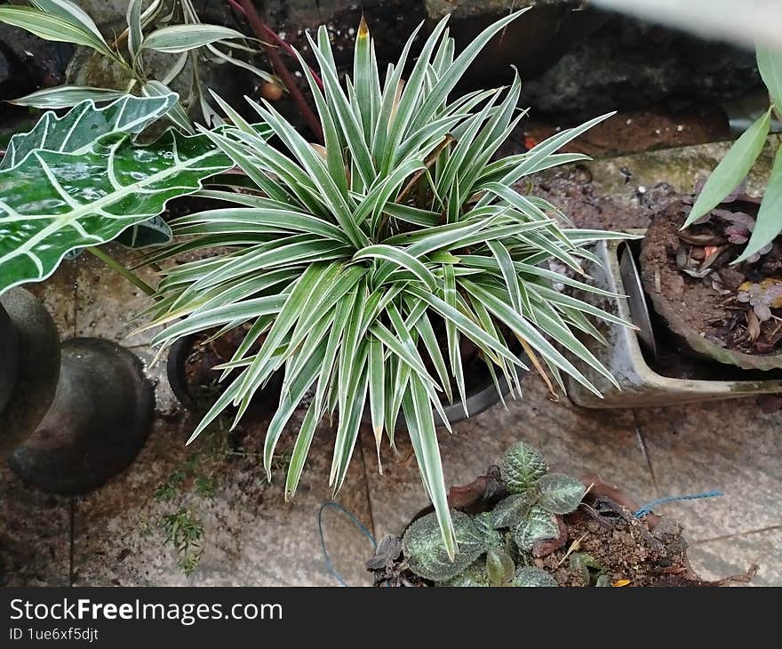 Green Ornamental Plants Arranged in Small Pots in a Garden Setting