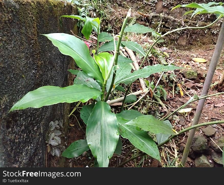 Lush Green Plant Growing Outdoors Along a Shady Stone Wall