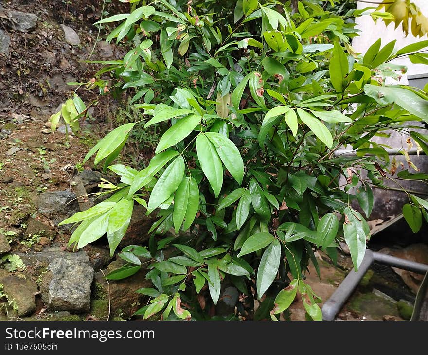 Lush Green Bush with Fresh Leaves in a Natural Outdoor Setting