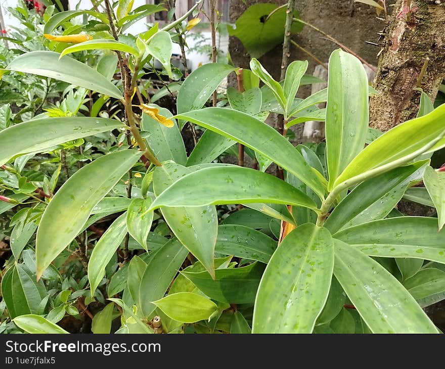 Close-Up of Green Foliage With Dew on a Sunny Day