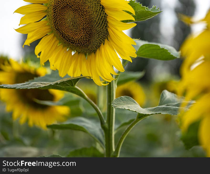 stunning image of a single sunflower blooming in a vast summer field. The bright yellow petals of the sunflower contrast beautifully with the clear blue sky and the lush green grass.