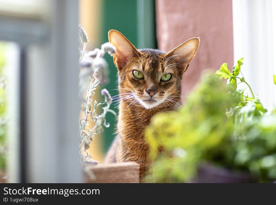 A grumpy Abyssinian cat sits on the windowsill, surrounded by colorful flowers. Its gaze is attentive and curious.