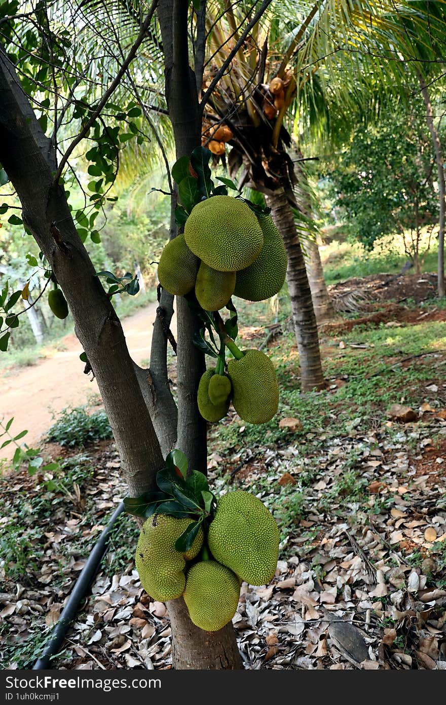 Ripe jackfruit can be eaten raw, like any other fruit, or used in sweet dishes like desserts or smoothies.