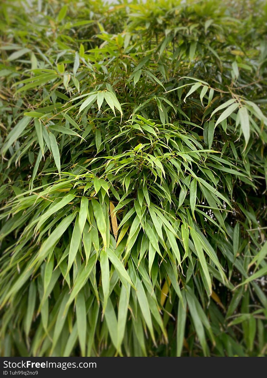 The plant in the picture appears to be a type of bamboo. The long, slender leaves with parallel venation and the dense, arching growth habit are characteristic of bamboo plants. Bamboo is known for its rapid growth and is commonly used in landscaping for its ornamental value and ability to create privacy screens.