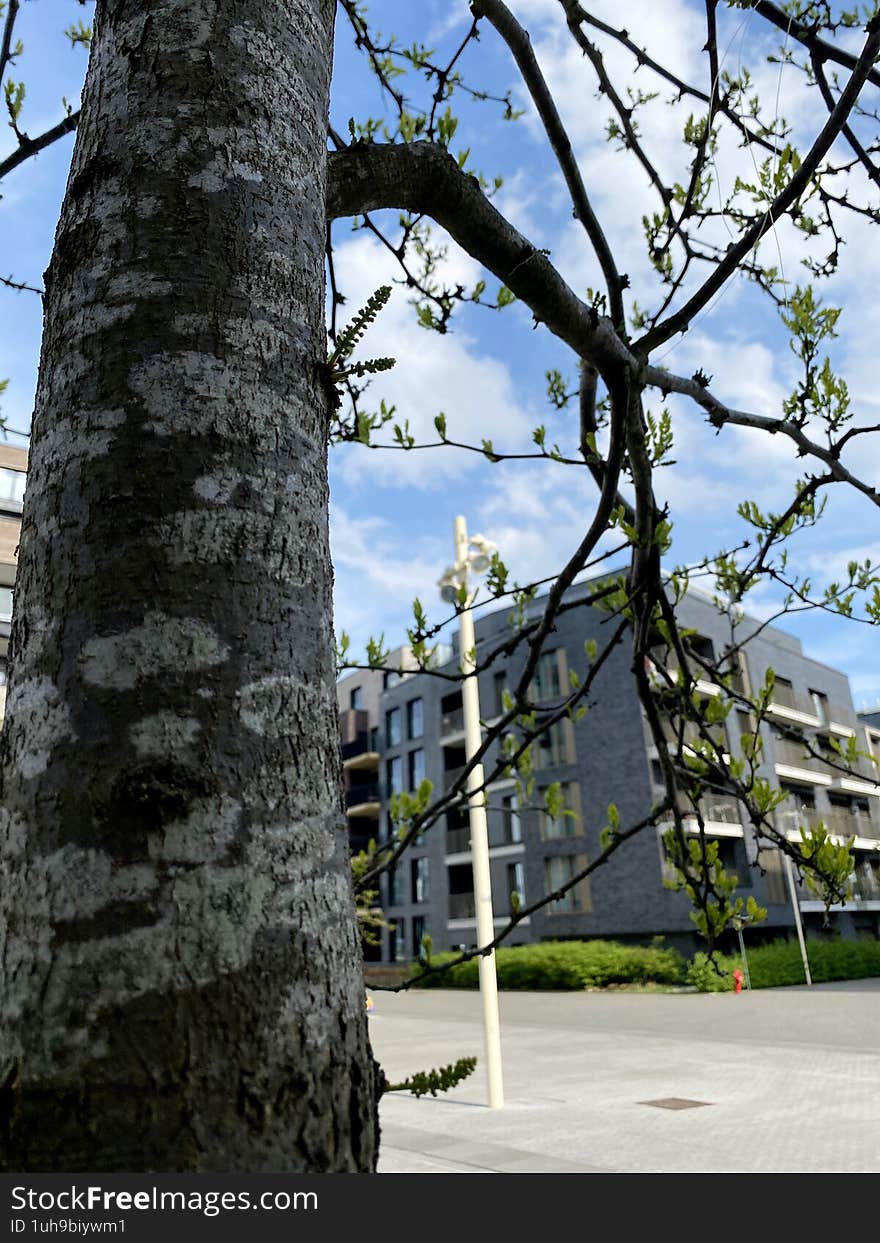 Brussels, Belgium 04-15-2025. In the foreground is a tree with uneven bark and numerous branches with young spring shoots, in the