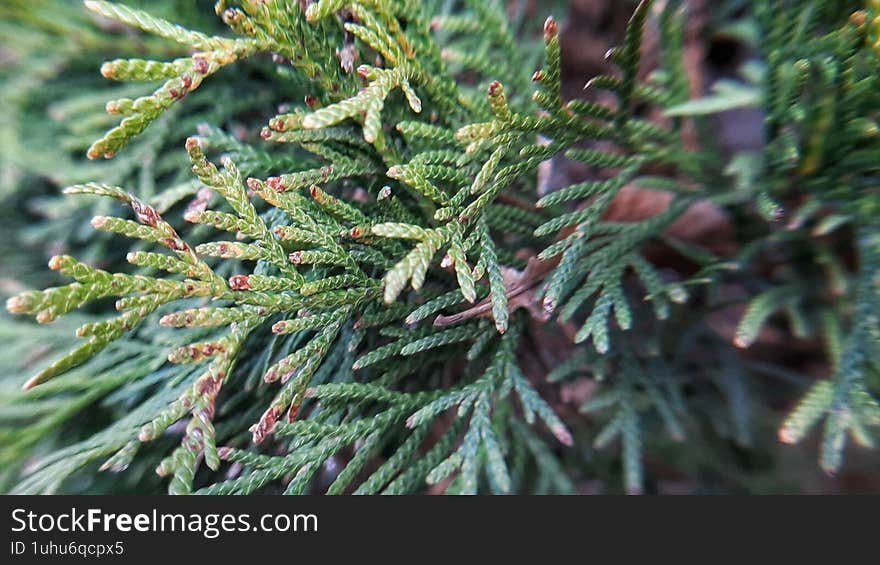 green thuja branch macro.  christmas tree background