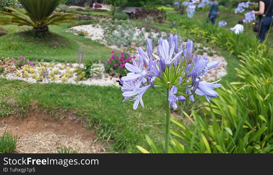 A delicate lilac flower stands out in a vibrant landscaped garden, surrounded by a variety of colorful plants and flowers. In the background, visitors stroll among well-tended flowerbeds