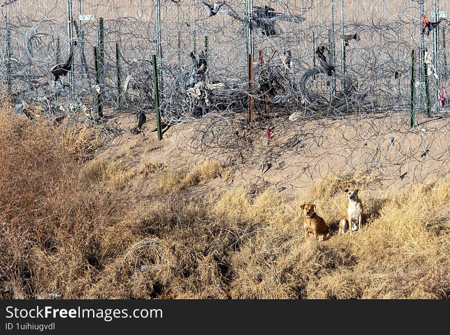 Two stray dogs sit near the U.S.-Mexico border fence in Ciudad Juárez, surrounded by barbed wire and debris left behind by migran