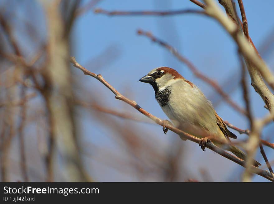 Sind sparrow bird perched in a dormant tree on a farm in Nebraska