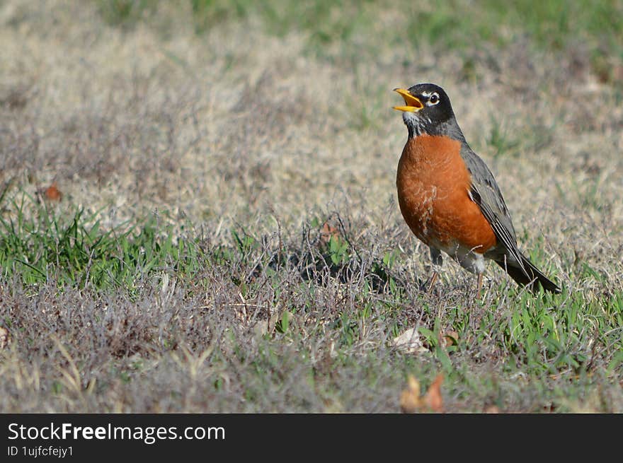 Robin Red Breast on the ground with its beak open, chirping and foraging for worms and grubs in a yard in Nebraksa