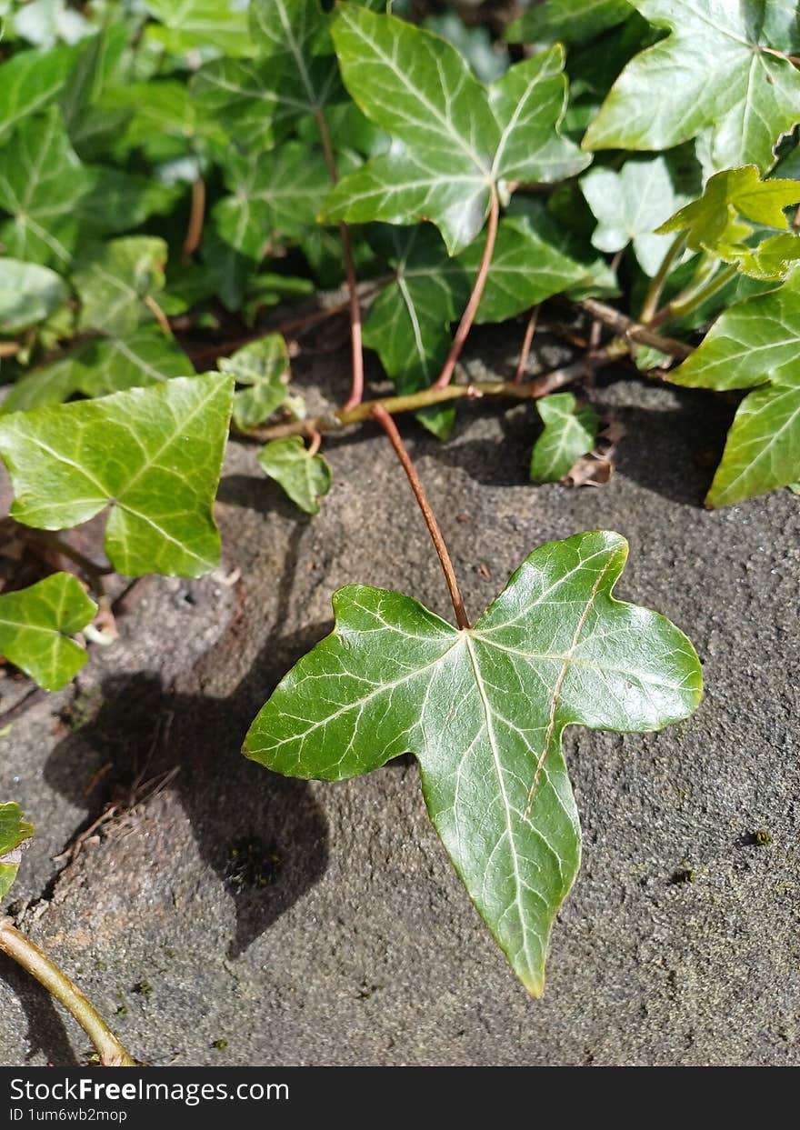 Greenery ivy creeping on the wall