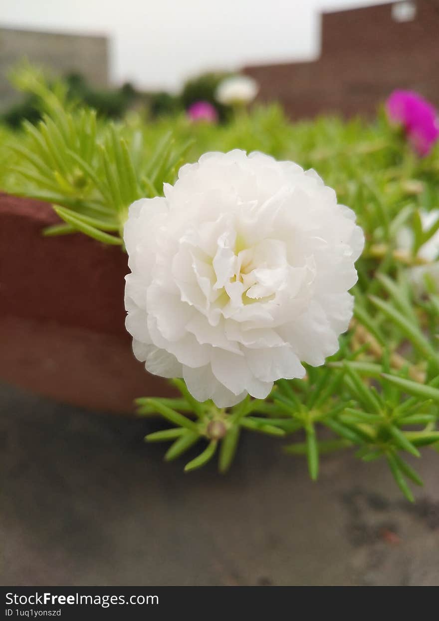 This exquisite close-up photograph captures the delicate beauty of a pristine white moss rose (Portulaca grandiflora) in full bloo